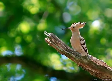 Интересни факти за папуняка на птица и не само - 16 снимки - снимки - снимки естествения свят