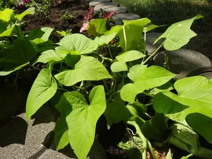 Morning Glory - plantare și îngrijire