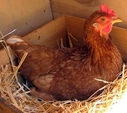 Érdekességek a csirke és csirke tojás