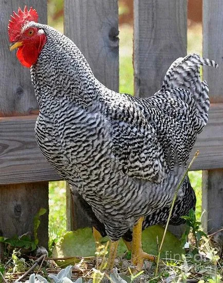 Интересни факти за пилета и кокоши яйца
