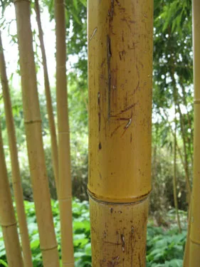 Добив на природен бамбук пръчка