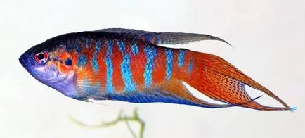 makropody de pește - o descriere a conținutului, de îngrijire, fotografia