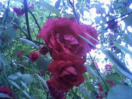 Rose îngrijire alpinist, cultivare, udare, plantare la domiciliu