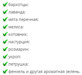 Как да се справим с мравките в саксии