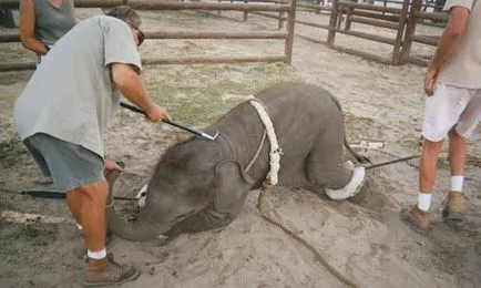 Elefántok képzett a cirkusz