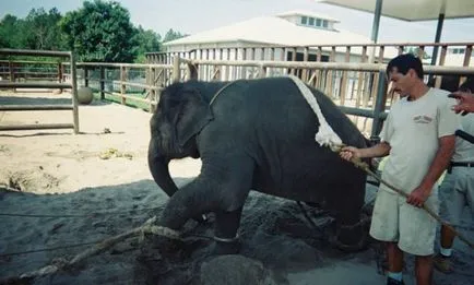 Elefántok képzett a cirkusz