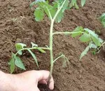 Ce fel de tomate timpurii sunt cultivate în banda de mijloc