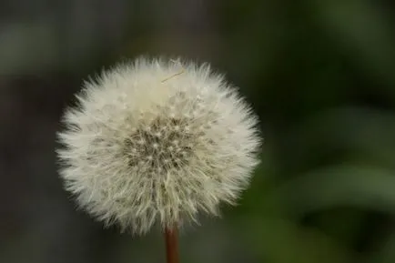 Ce plante medicinale ajuta în tratamentul eczemelor