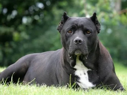 Hogyan és mit kell etetni Cane Corso egészséges táplálkozás szabályait, amit az emberek etetése Cane Corso