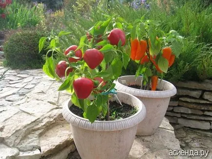 Ce fel de tomate timpurii sunt cultivate în banda de mijloc