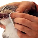Hogyan táplálkoznak a macska tabletta - hírek macskák - hírek az állatokról - menedéket a hajléktalanok