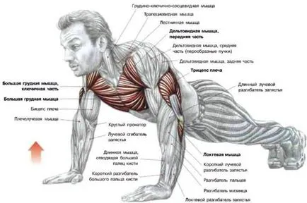 Hogyan építsünk mellkasi izmok otthon hatékony módja a férfiak és nők, trainingbody