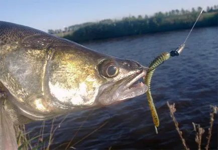 Cum de a captura ghid walleye cuprinzătoare pentru pescari