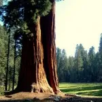 Care este cel mai inalt copac din lume (din titlu)
