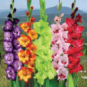 Как да направите цветна леха с gladioluses