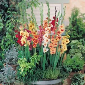 Hogyan készítsünk egy virágágyás gladioluses