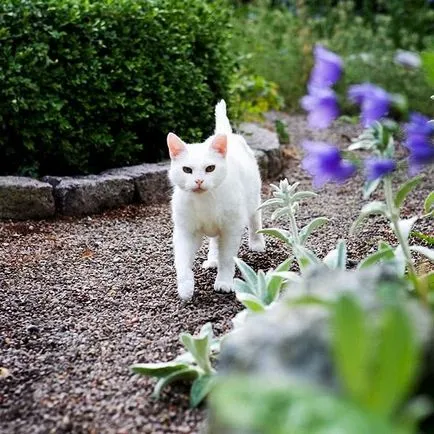 Milyen színű a kitty cat szín értékét