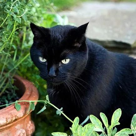 Milyen színű a kitty cat szín értékét