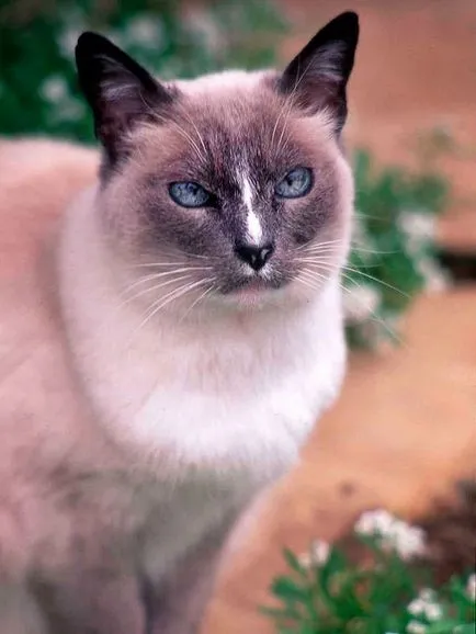 Milyen színű a kitty cat szín értékét