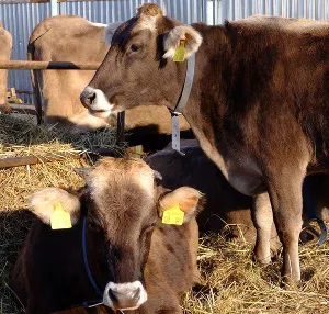 Cum să obțineți un agricultor grant novice în 2017. Planul de afaceri probă, condițiile obținute în