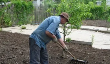 Cum de a planta un gazon maur și de îngrijire în mod corespunzător pentru el