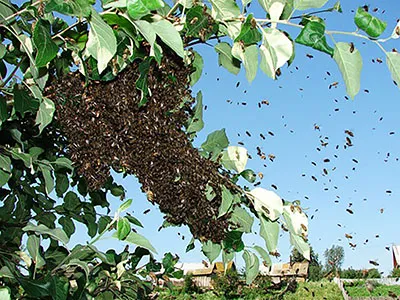 Hogyan lehet elkapni egy méhraj a kaptárban üres