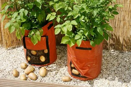Как да се засадят картофи вертикално, за да се получи супер култури - плодове и зеленчукова градина