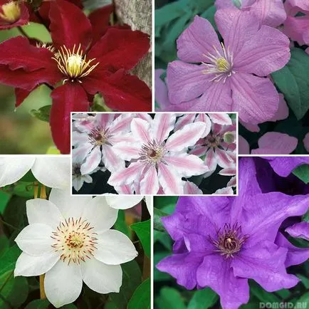 Cum să planteze un Clematis pentru a se asigura Clematis înflorire abundentă