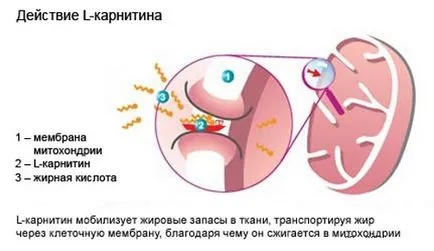 Как да приемате L-карнитин за отслабване - спортен сайт