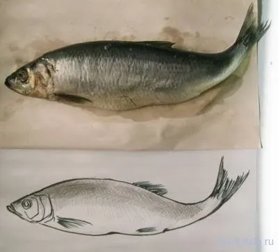 Как да се направи риба от природата