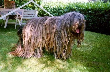 Cele mai neobișnuite fotografii de câine, rasa cea mai neobișnuită de câine în imaginea lumii, top 10 cele mai neobișnuite