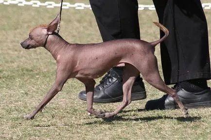A legszokatlanabb kutya fotók, a legszokatlanabb fajta kutya a világ képe, a top 10 legszokatlanabb