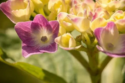 Най-скъпите цветя в световните топ 10 на най-скъпите цветове със снимки
