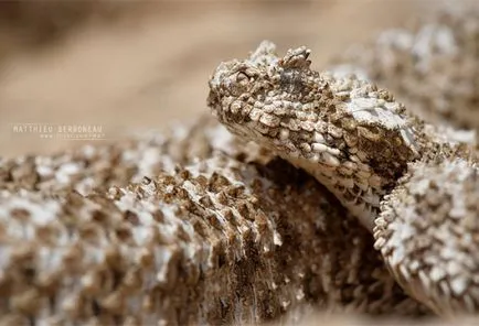 Cele mai neobișnuite fotografii de câine, rasa cea mai neobișnuită de câine în imaginea lumii, top 10 cele mai neobișnuite