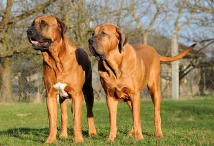 Най-необичайни кучета снимки, най-необичайни порода кучета в световната картина, топ 10 най-необичайните