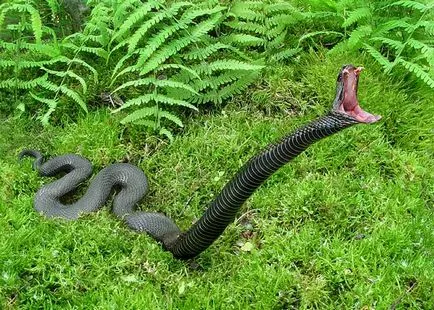 Most mérges kígyókat bolygó