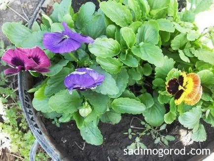 violet Garden sau viola în creștere din semințe