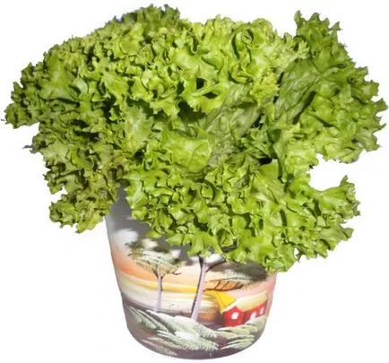 Salata verde Lollo Biondo