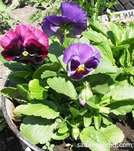violet Garden sau viola în creștere din semințe
