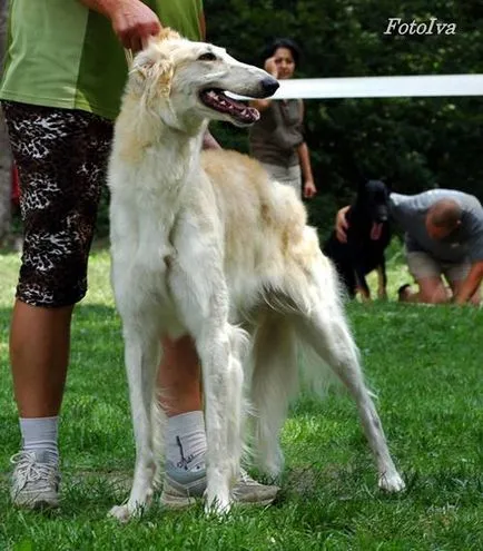 Най-необичайни кучета снимки, най-необичайни порода кучета в световната картина, топ 10 най-необичайните