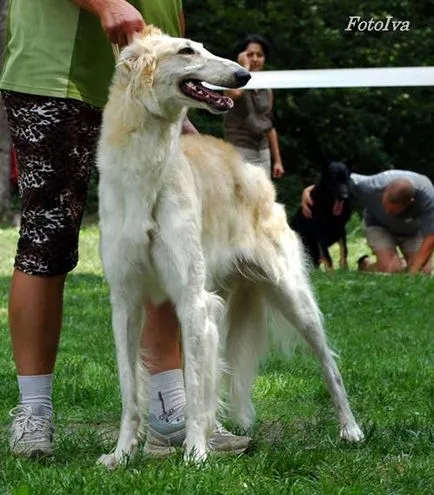 A legszokatlanabb kutya fotók, a legszokatlanabb fajta kutya a világ képe, a top 10 legszokatlanabb