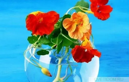 Hogyan kell tartani a friss virágok vázában