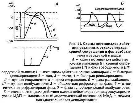 Scoaterea excitabilitatea neuromusculară