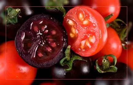 Ca tomate transgenice violet comercializate, organisme modificate genetic revizuire