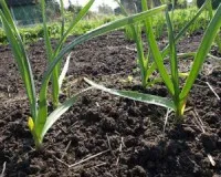 Cum de a fertiliza plantarea de usturoi de primăvară