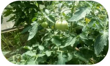 Cum de a crește ovar la tomate