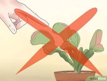 Как да се грижим за Венерина мухоловка