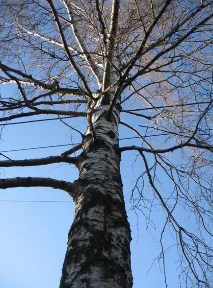 Cum de a decora un borcan - modul de a decora masa de Paști fotografie