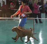 Cum de a alege un catelus Shar-Pei - Shar-Pei hollens kennel Dl. Piatra