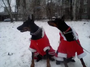 Cum de a alege un costum pentru un câine